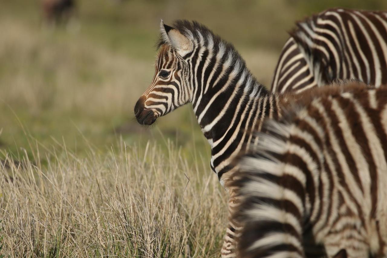 Вілла Kragga Kamma Game Park Порт-Елізабет Екстер'єр фото