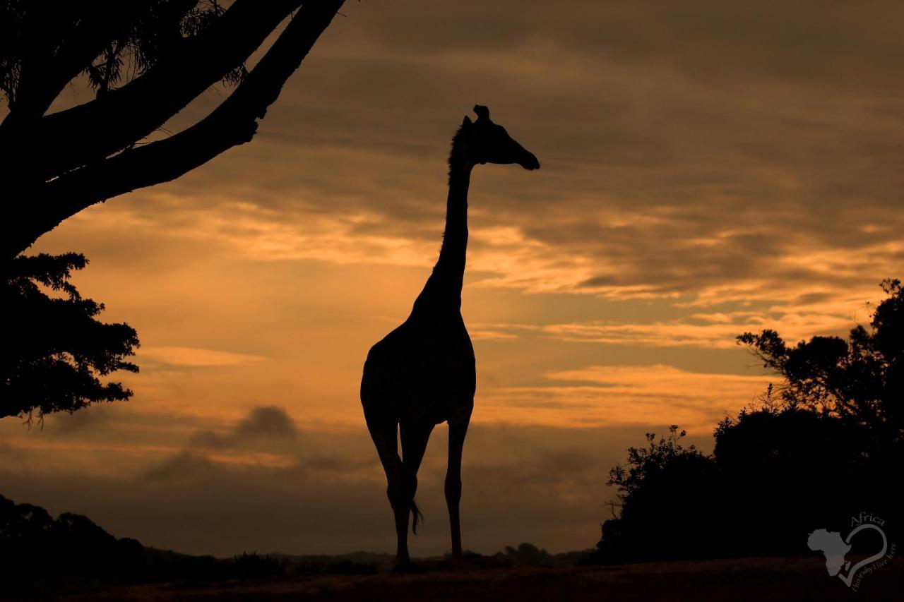 Вілла Kragga Kamma Game Park Порт-Елізабет Екстер'єр фото