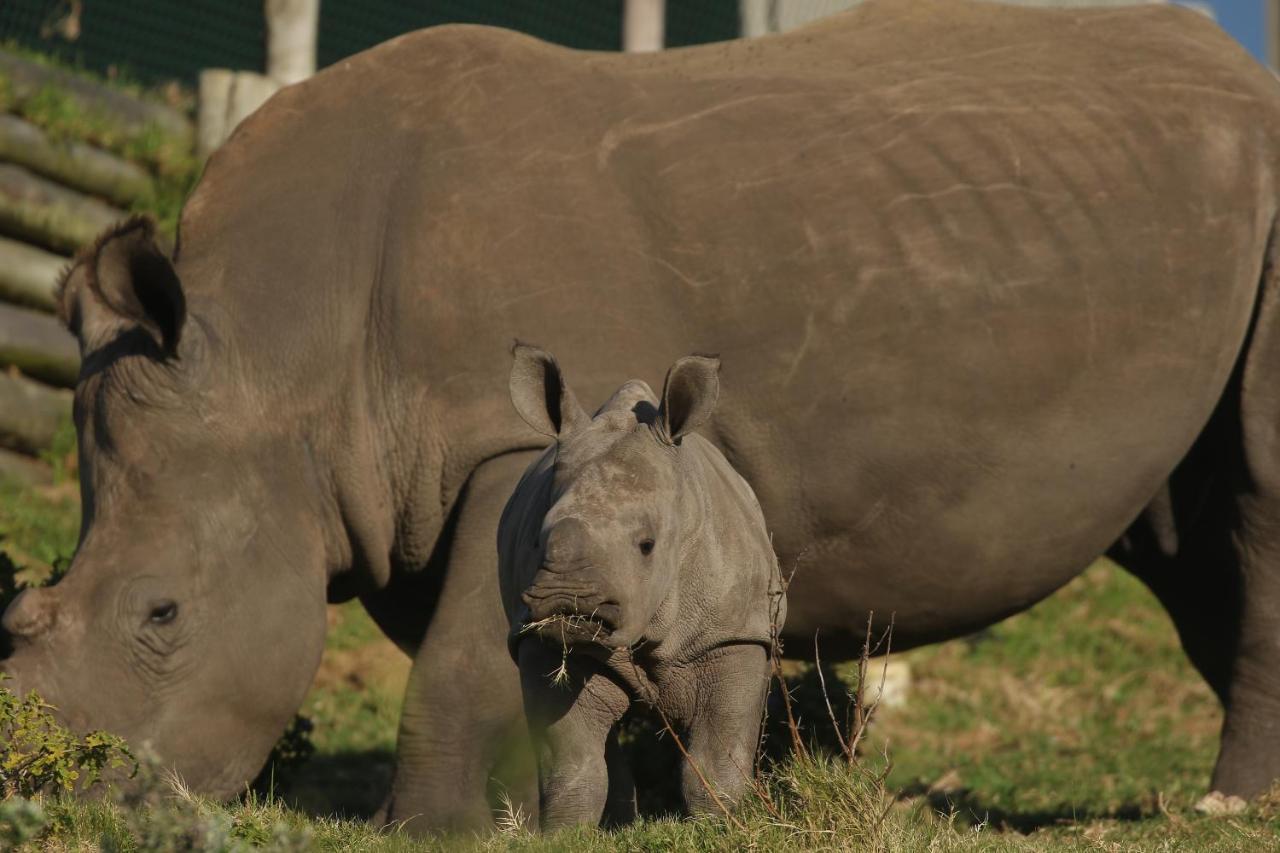 Вілла Kragga Kamma Game Park Порт-Елізабет Екстер'єр фото