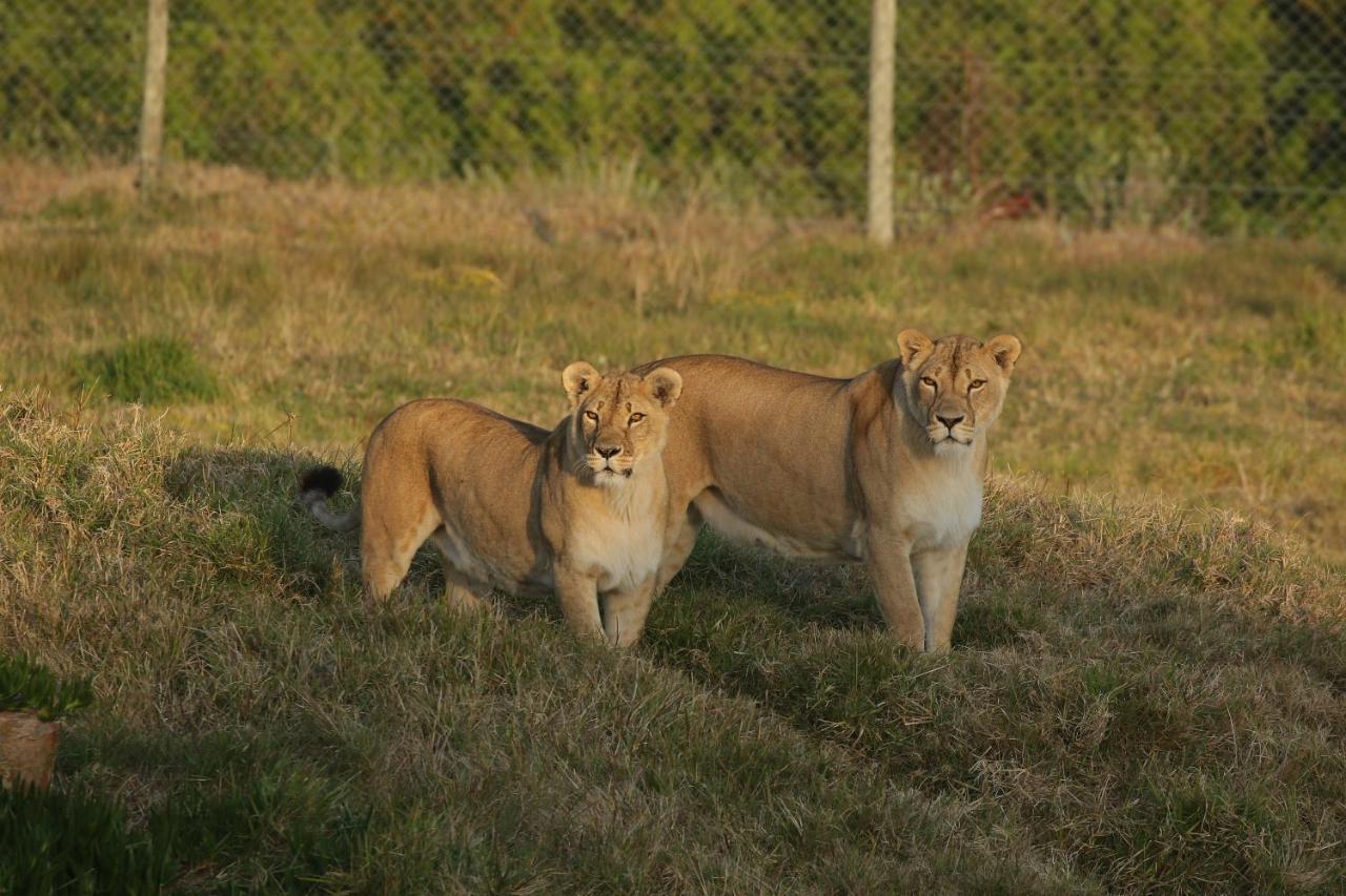 Вілла Kragga Kamma Game Park Порт-Елізабет Екстер'єр фото