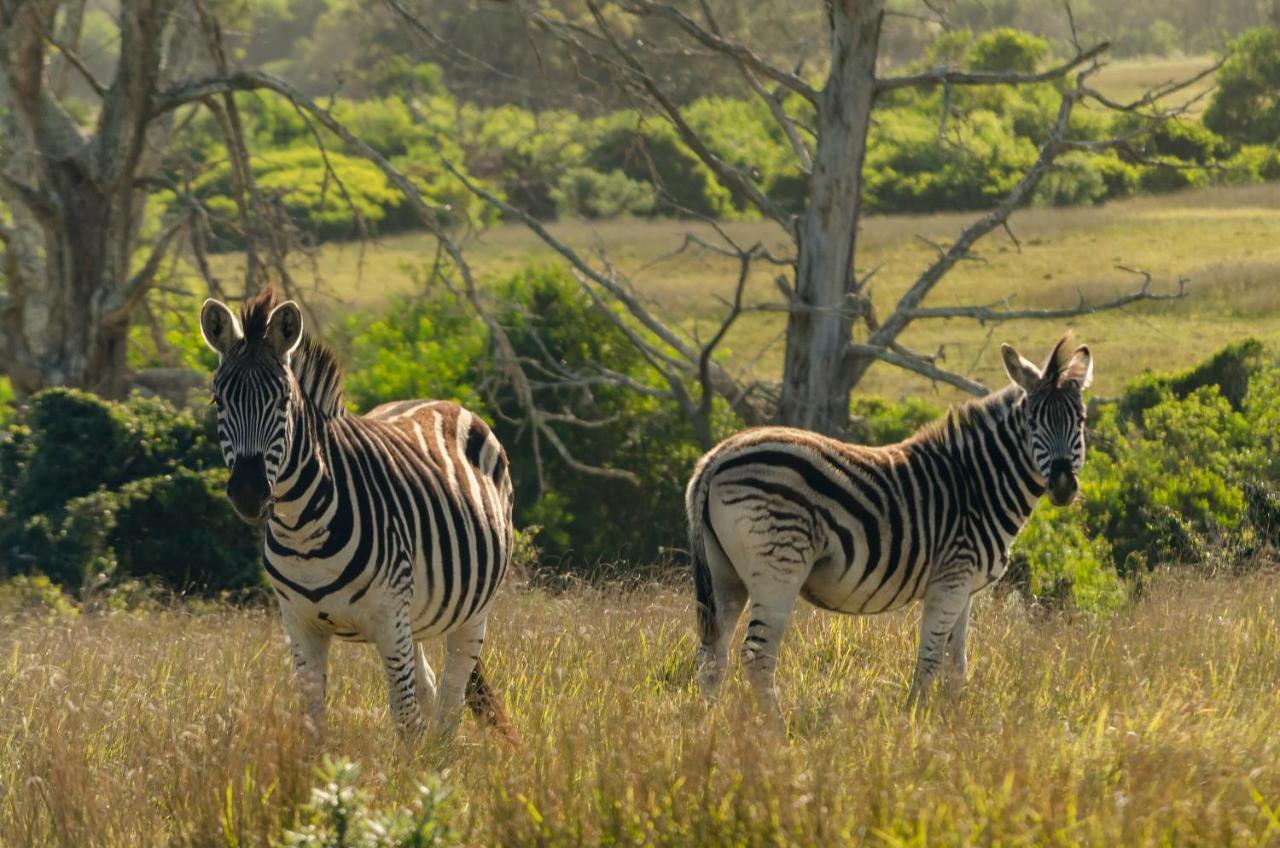 Вілла Kragga Kamma Game Park Порт-Елізабет Екстер'єр фото