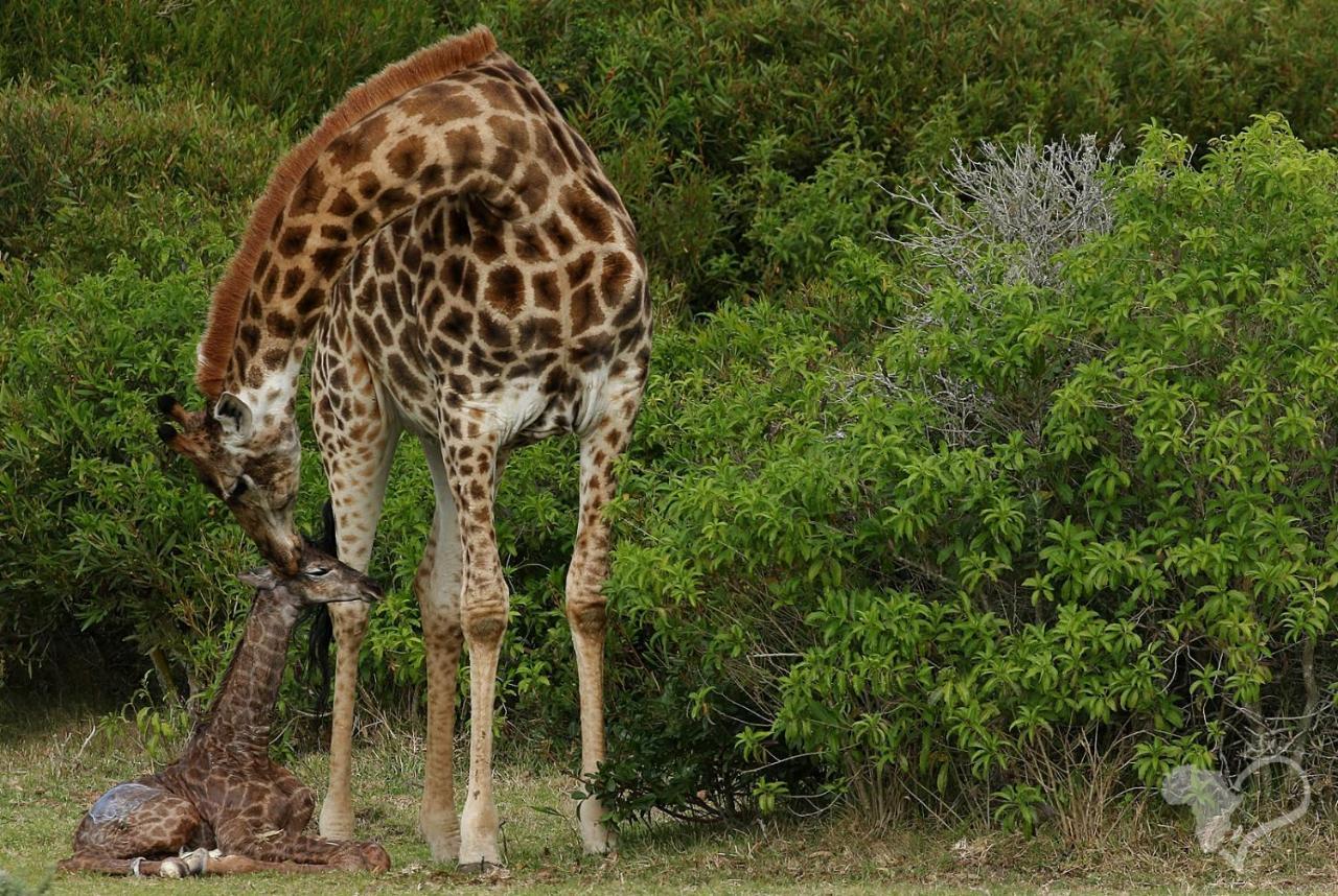 Вілла Kragga Kamma Game Park Порт-Елізабет Екстер'єр фото