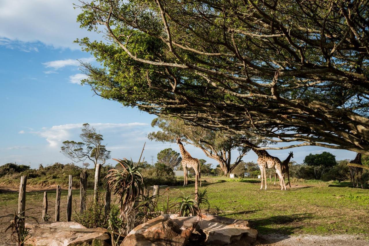 Вілла Kragga Kamma Game Park Порт-Елізабет Екстер'єр фото